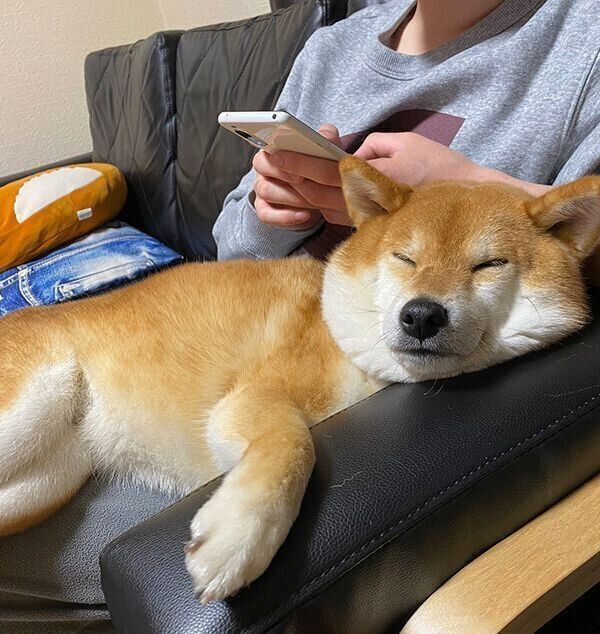 人のようにくつろぐゆきちゃん