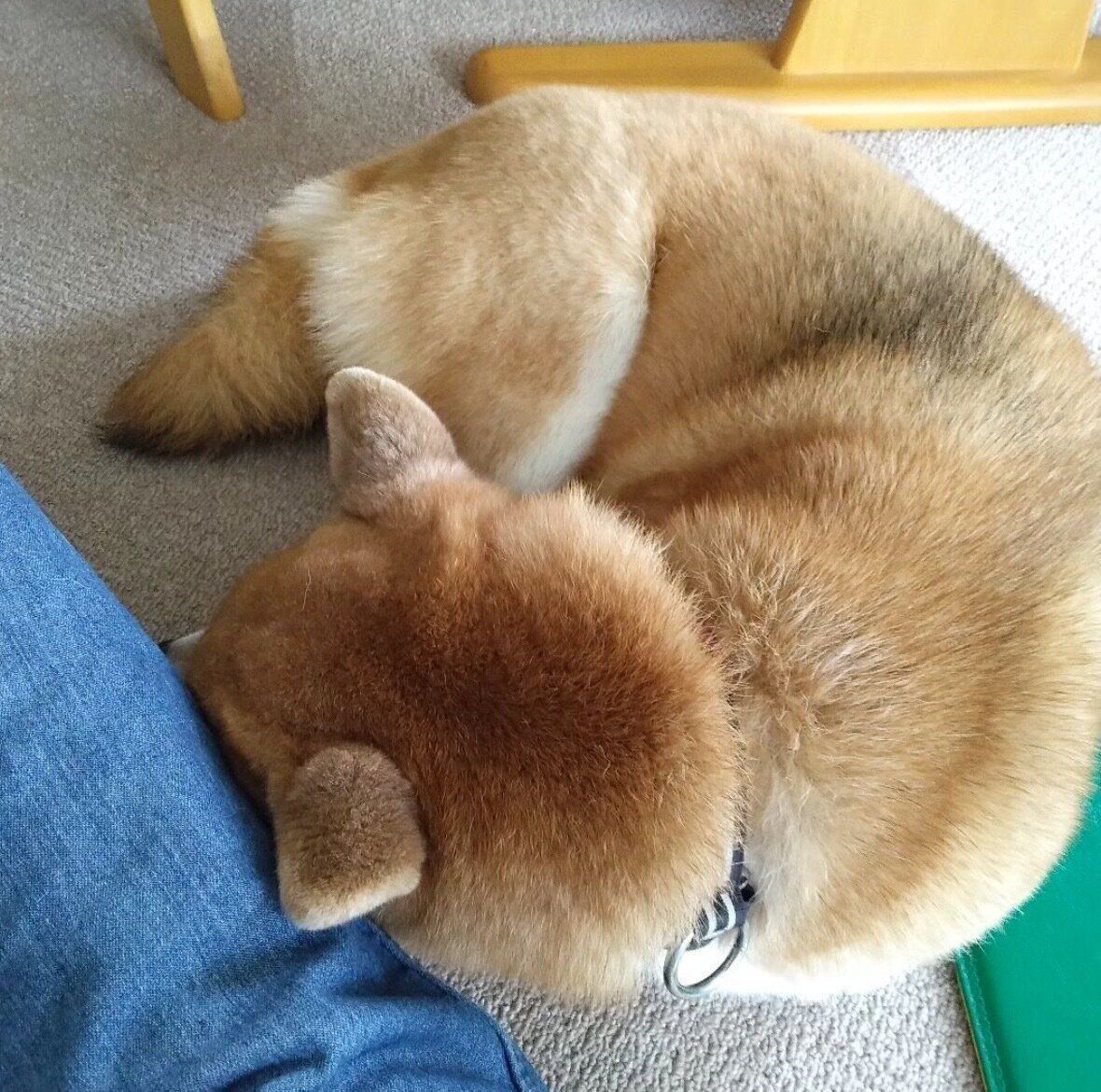 甘えるフクコちゃん