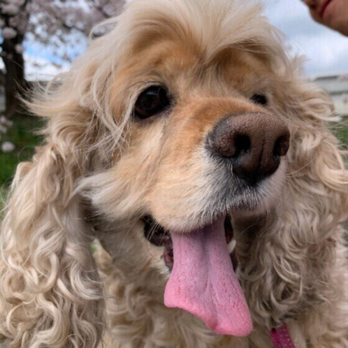 大きな垂れ耳がかわいい スパニエル 系の4犬種をご紹介 いぬのきもちweb Magazine 大きな垂れ耳がかわいい スパニエル 系の4犬種をご紹介 いぬのきもちweb Magazine