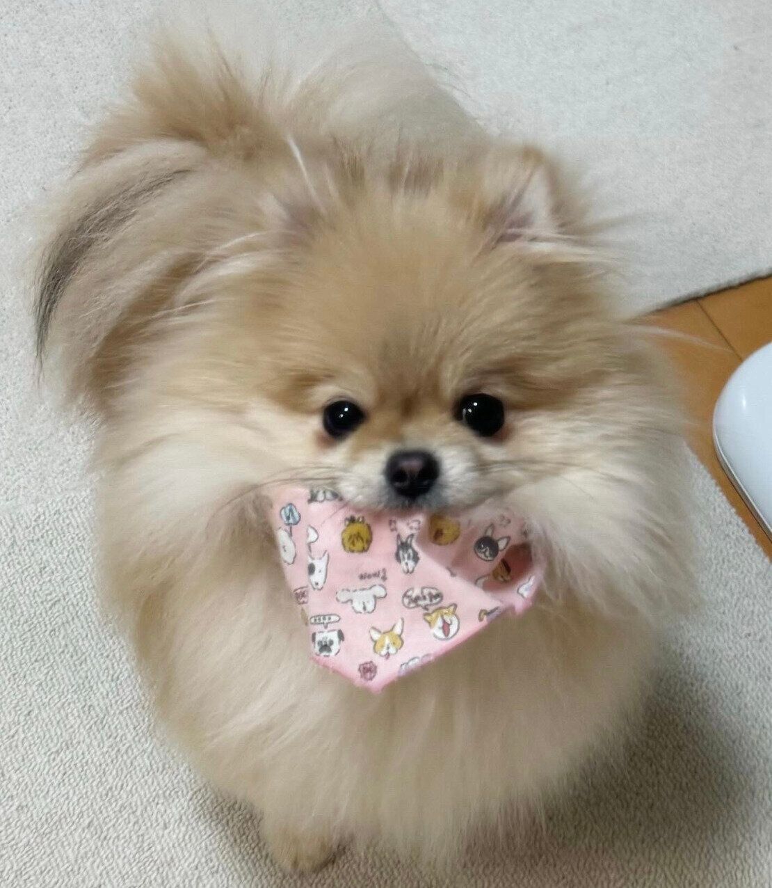 バンダナをするなごみちゃん