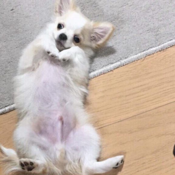 チワワのクウくん