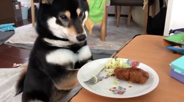 ごはんが気になるすずちゃん