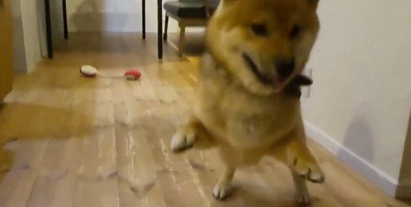 ボール遊びを楽しむおにぎりくん