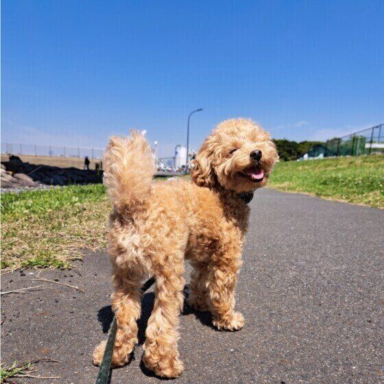 犬のおしりがただれる？ 肛門周辺のトラブルの理由と対処法 いぬのきもち