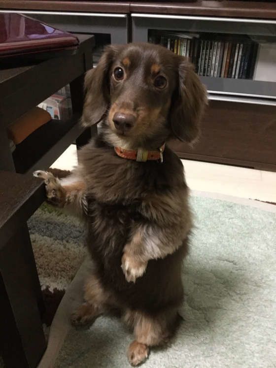 つかまり立ちをするカニーンヘン・ダックスフンドのEIN