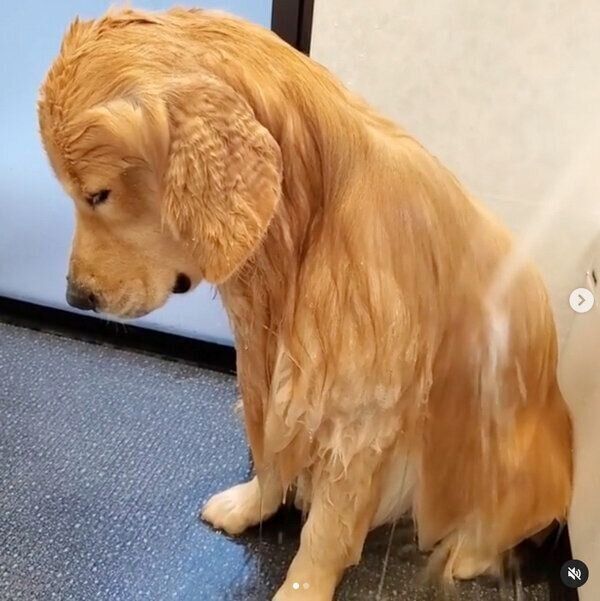 お風呂に入るアランくん