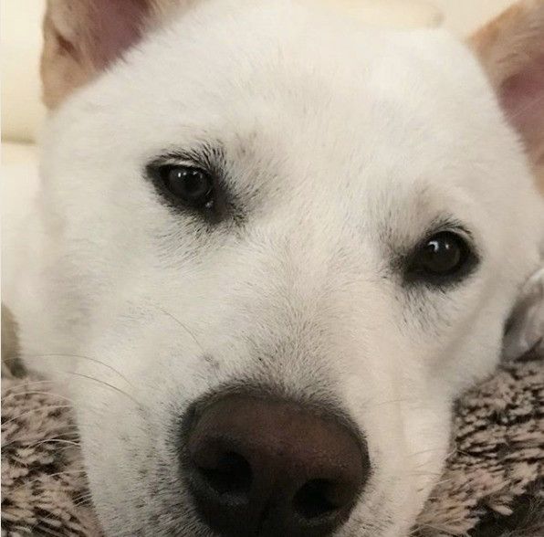 見つめる紀州犬