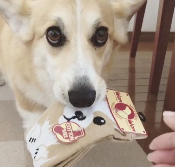 靴下をくわえて逃げ回る犬