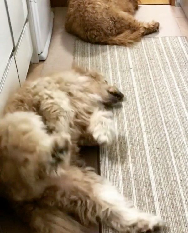 ふてくされるゴールデン・ドゥードル