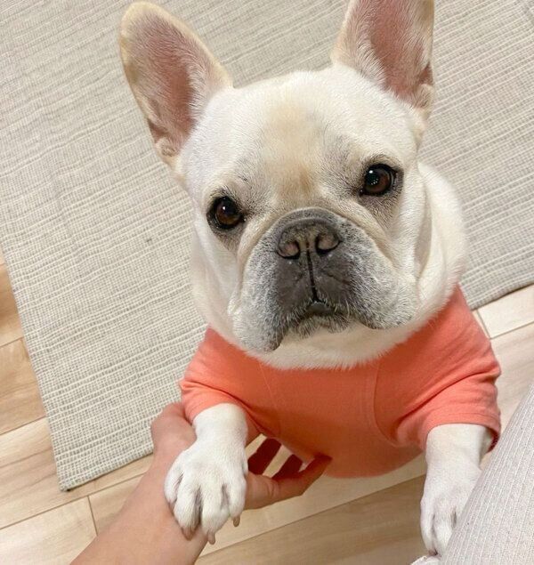 見つめるひまわりちゃん