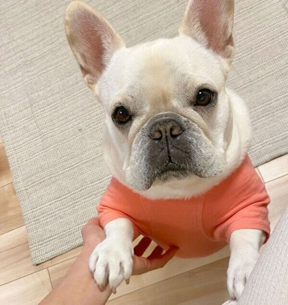 夜中にホラーを感じたフレブルの 謎行動 は ちょっと不気味だけれど ほっこり可愛い瞬間も いぬのきもちweb Magazine 夜中にホラーを感じたフレブルの 謎行動 は ちょっと不気味だけれど ほっこり可愛い瞬間も いぬのきもちweb Magazine