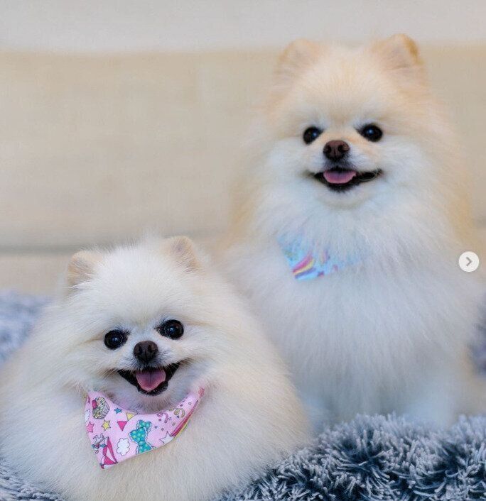 コロンちゃんとクーくん