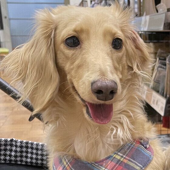 カニーンヘン・ダックスフンド いぬのきもち