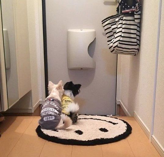 お父さんの帰りを待つチワワ