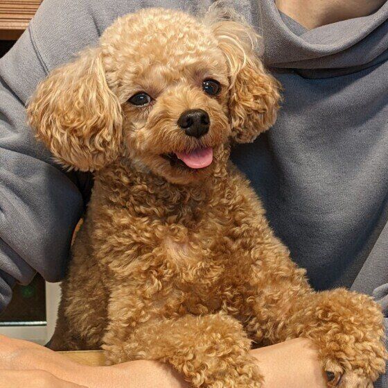 トイ・プードルのレオンちゃん