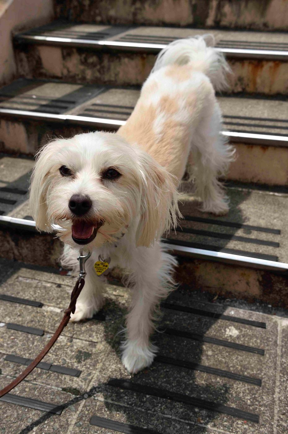 犬目線でわかった犬が吠える理由 吠えるのをやめさせるには いぬのきもちweb Magazine 犬目線でわかった犬が吠える理由 吠えるのをやめさせるには いぬのきもちweb Magazine