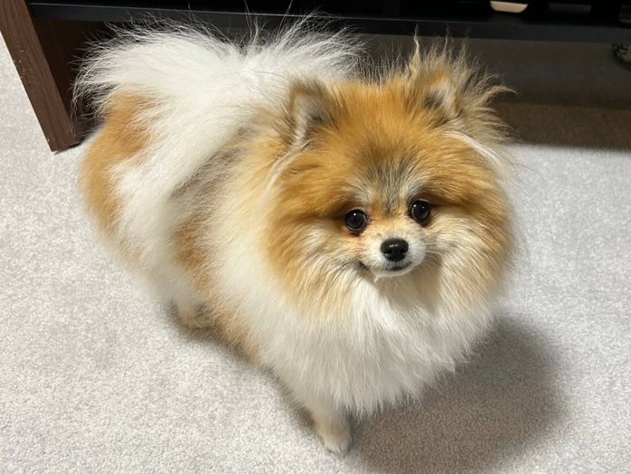 見つめるはるこちゃん