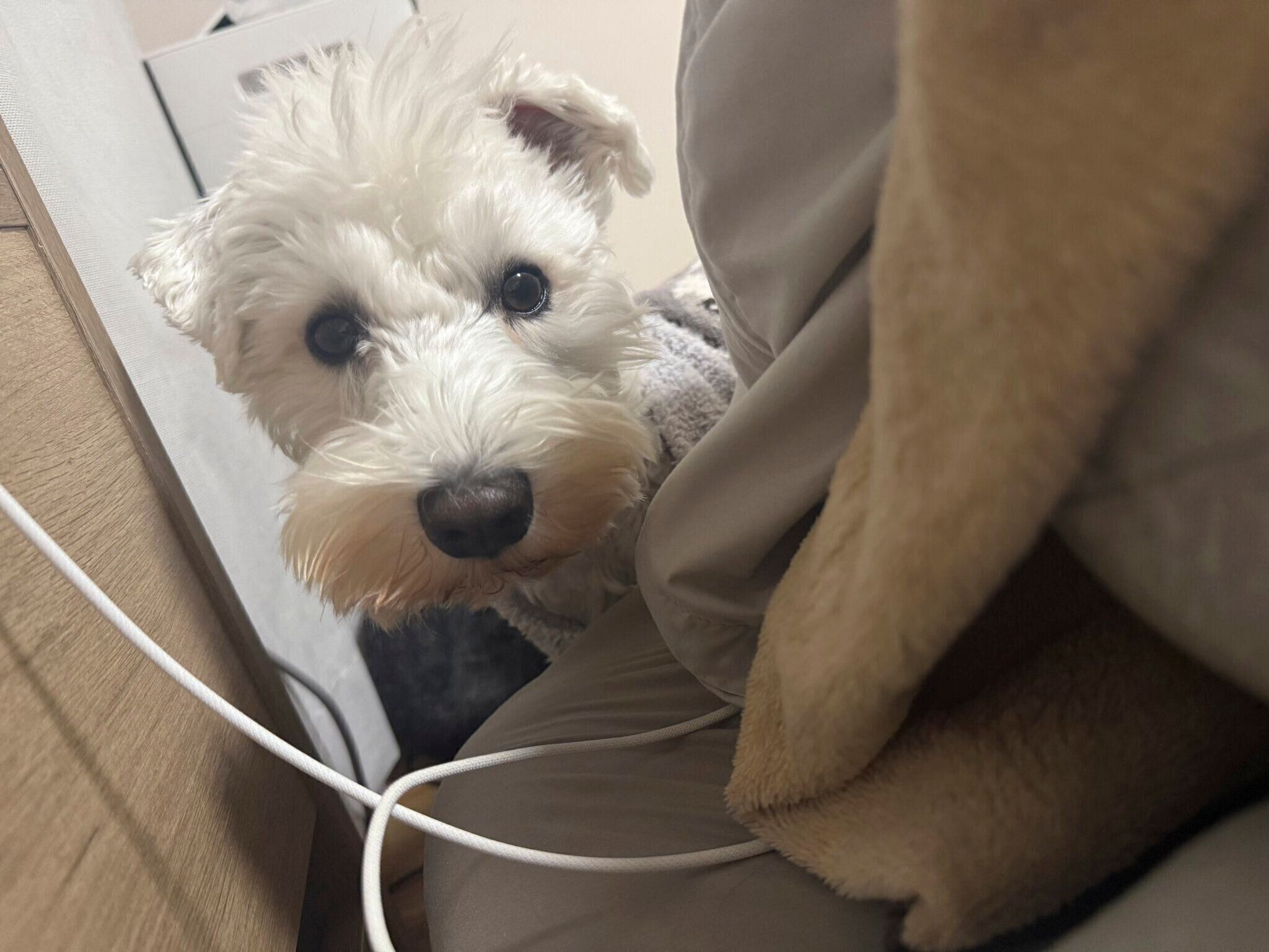 お布団に入れてほしいときのもちまるくんの様子