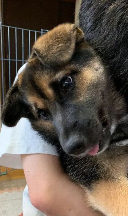 大好きな飼い主の子どもに抱っこされている犬