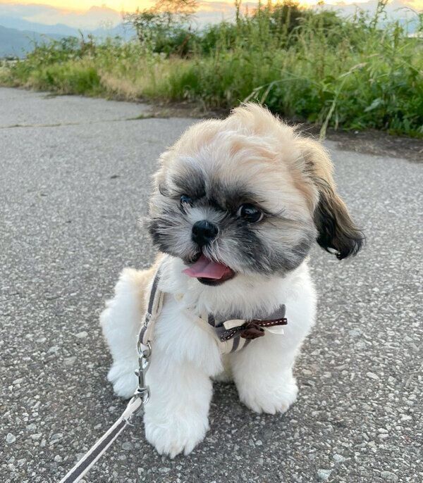 笑顔が可愛いおはぎちゃん