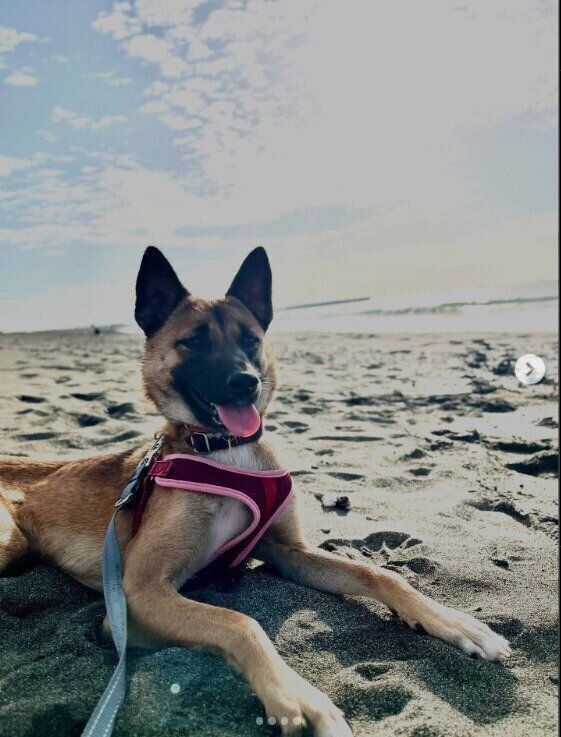 砂浜でリラックスする犬