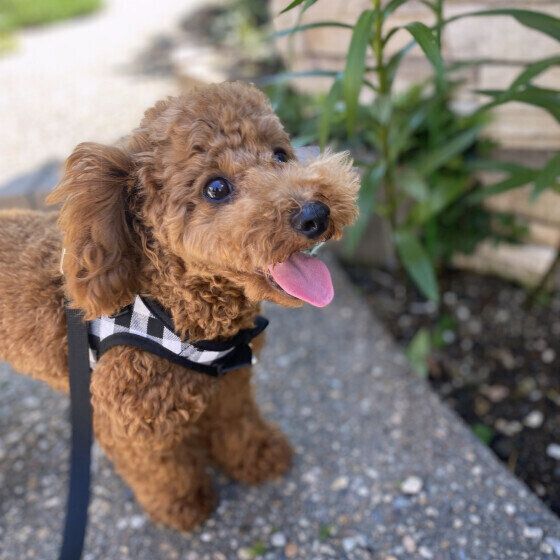 トイ・プードルのモカちゃん♪