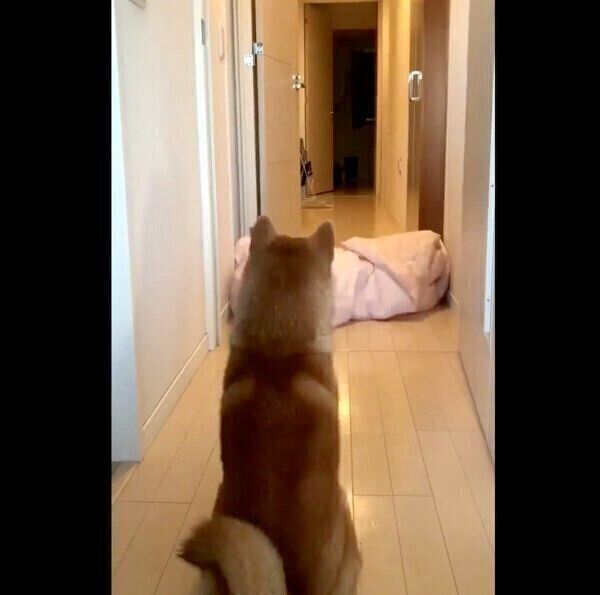 固まるこむぎくん