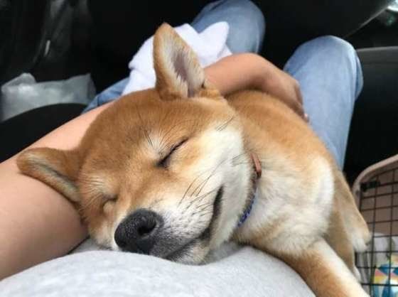 気持ち良さそうに眠るいぬ