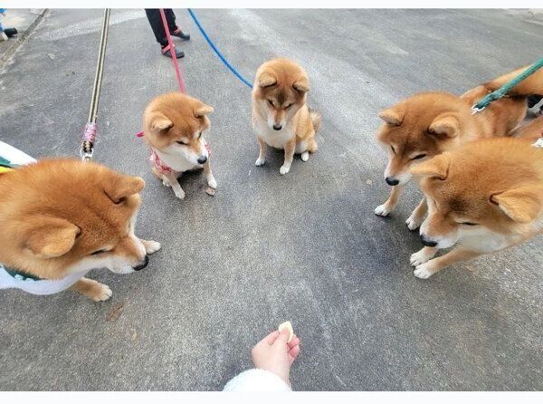 おやつをガン見する3世代柴犬ファミリー