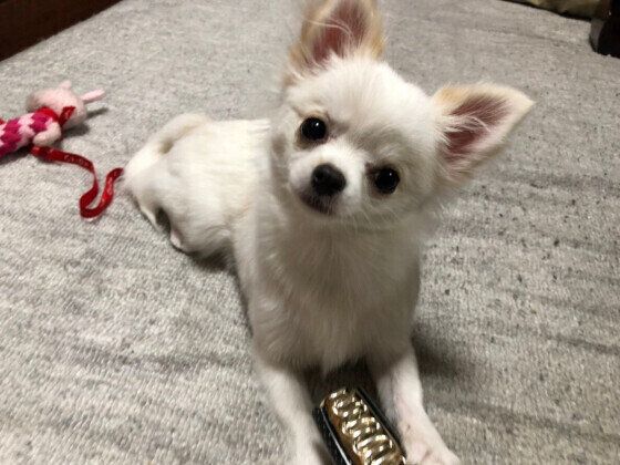 首をかしげるめろちゃん