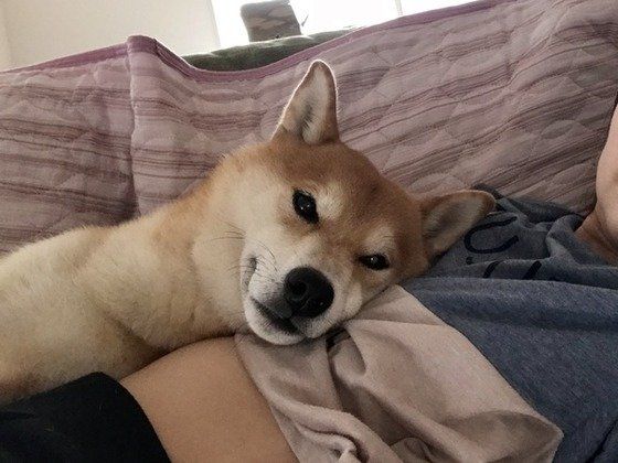 まったりする柴犬