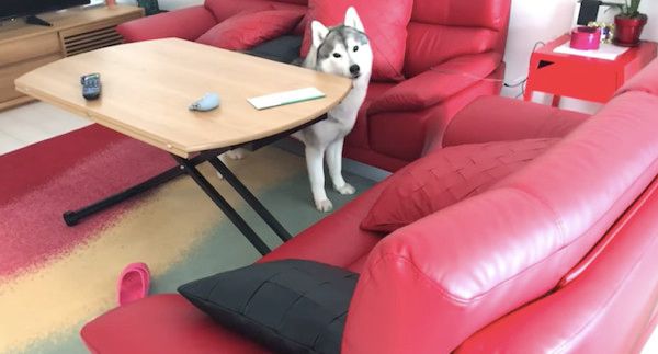 見つめるシベリアン・ハスキー