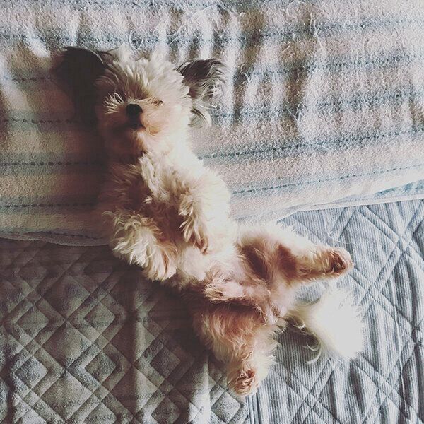 ヘソ天するカマンちゃん