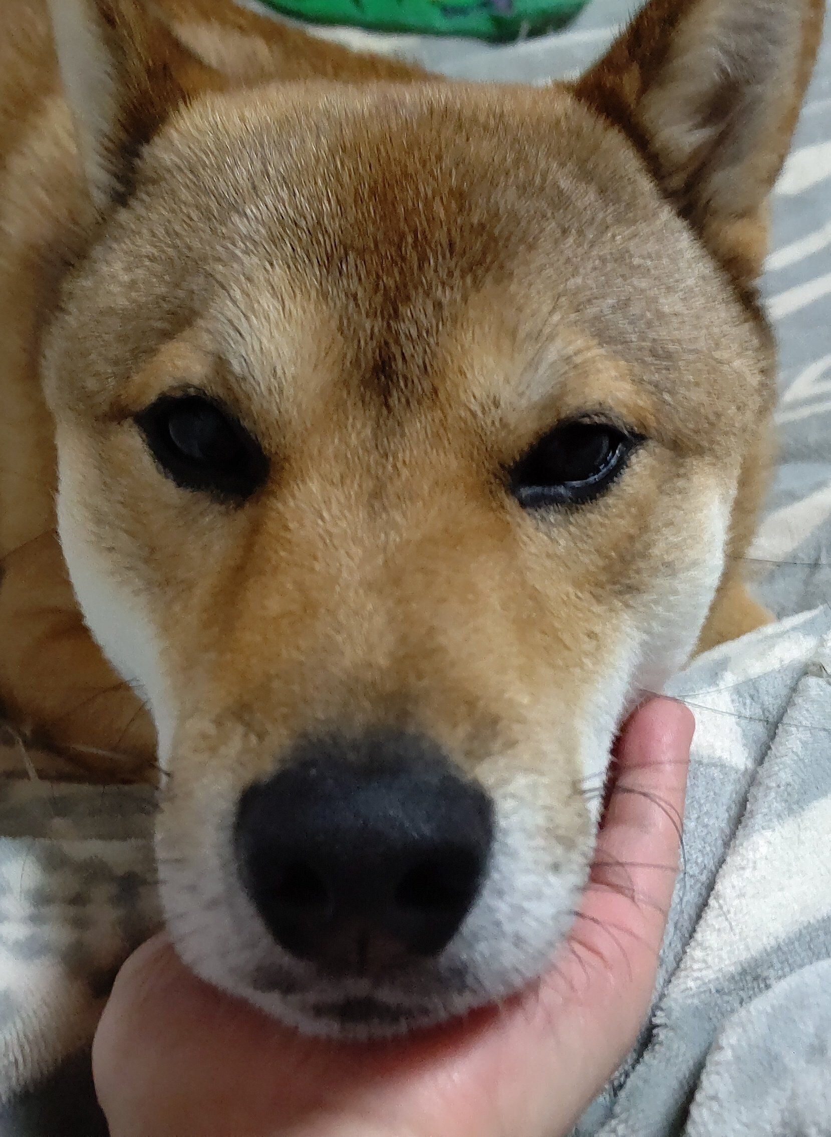 なでてほしいとアピールするワンちゃん