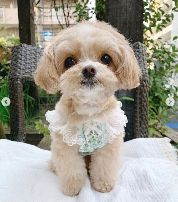 見つめるこむぎくん