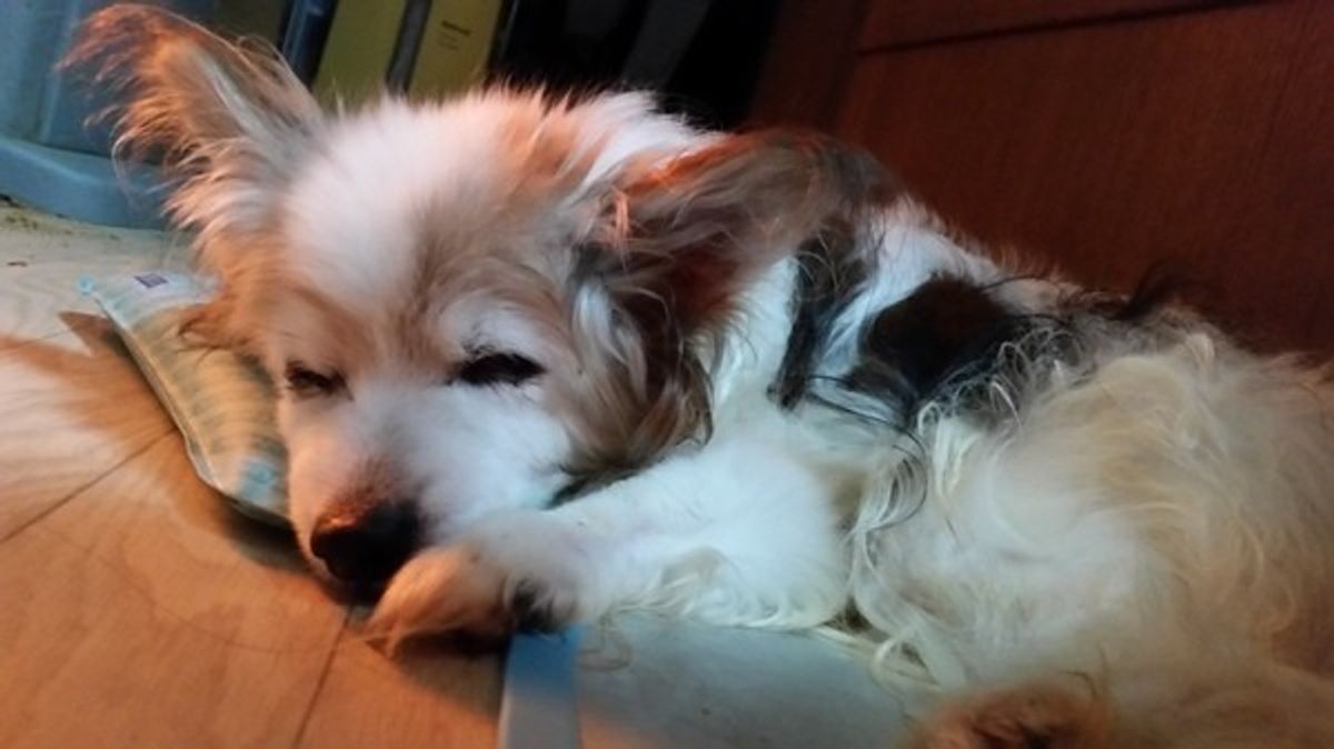 それって愛犬の 老化 のサインかも シニア犬の介護 食事編 いぬのきもちweb Magazine それって愛犬の 老化 のサインかも シニア犬の介護 食事編 いぬのきもちweb Magazine