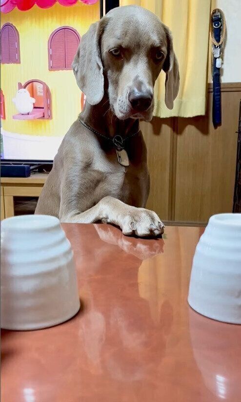 おやつの行方を見つめるケビンくん