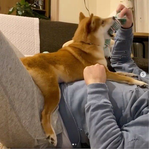 パパさんに遊んでもらうにこちゃん