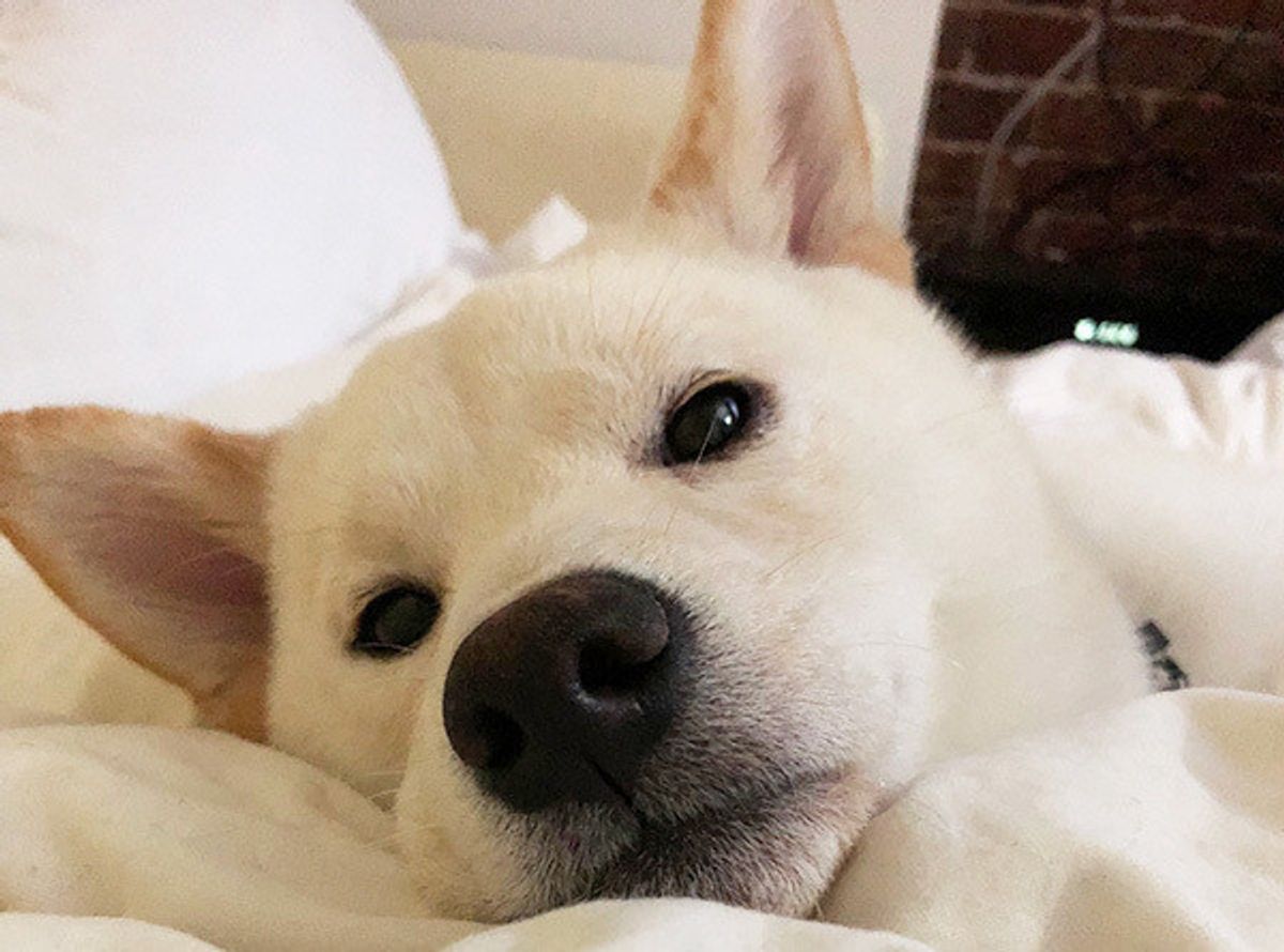 飼い主さん228名に聞いた 愛犬への 感謝の気持ち が泣ける いぬのきもちweb Magazine 飼い主さん228名に聞いた 愛犬への 感謝の気持ち が泣ける いぬのきもちweb Magazine