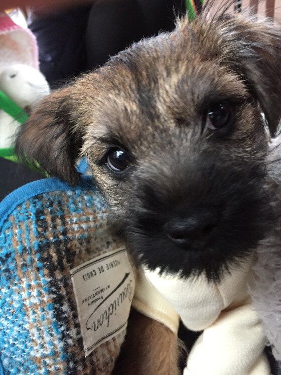 ボーダー・テリア