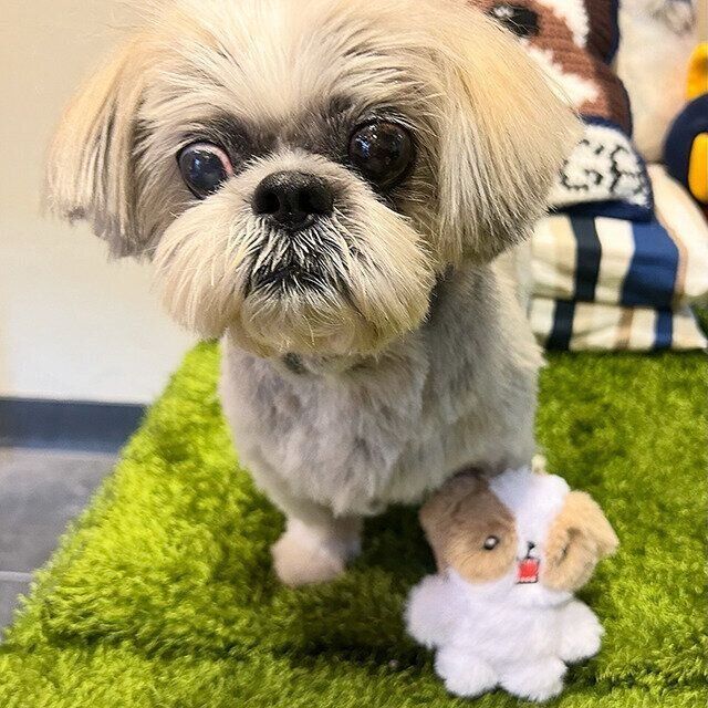 シーズー犬マンガてんぽshihtzu