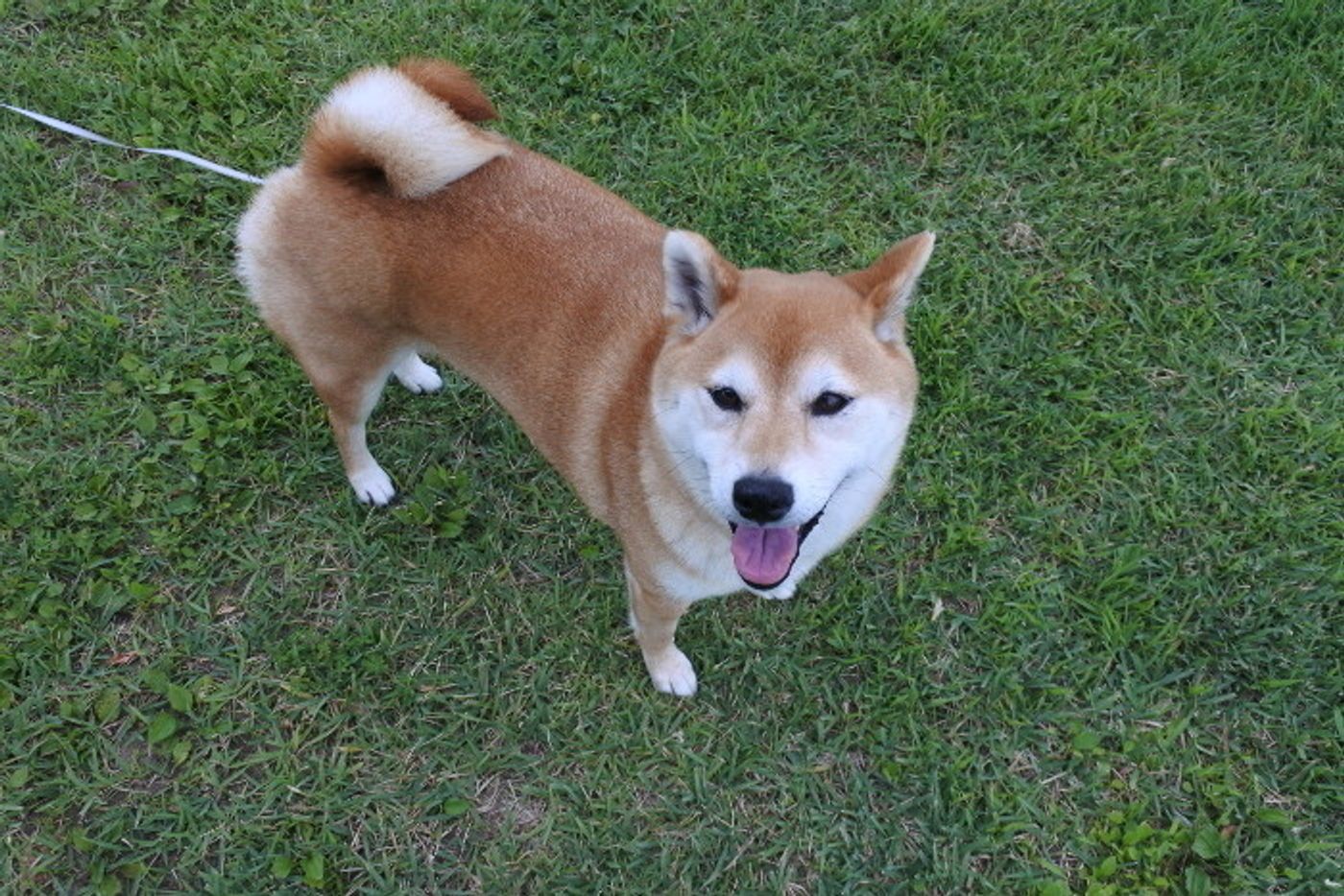 柴犬マロたん 真夏の朝の過ごし方 お散歩も頑張ってます いぬのきもちweb Magazine 柴犬マロたん 真夏の朝の過ごし方 お散歩も頑張ってます いぬのきもちweb Magazine