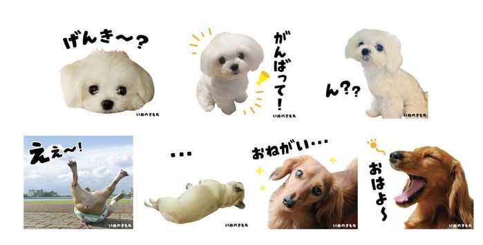 いぬ・ねこのきもちアプリ なでなでスタンプ企画