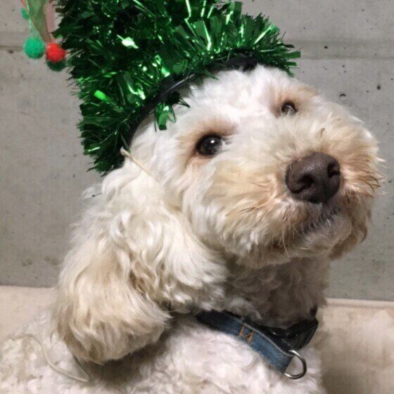 ミニチュア・プードルのマルケスくん