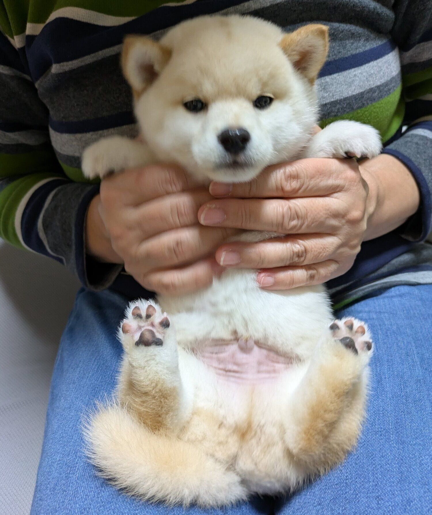 生後3カ月のころに撮影したしろまめくん