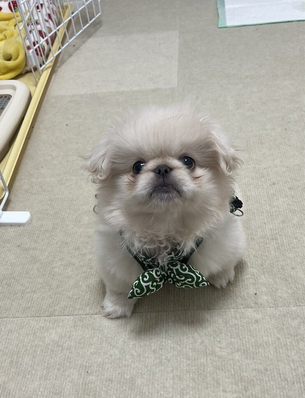 生後3カ月のペキニーズ