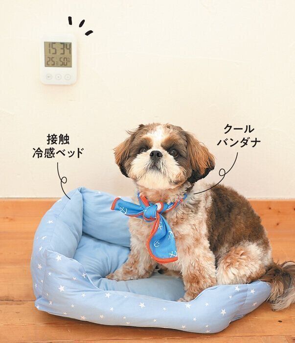 クールグッズを取り入れて愛犬の熱中症対策を
