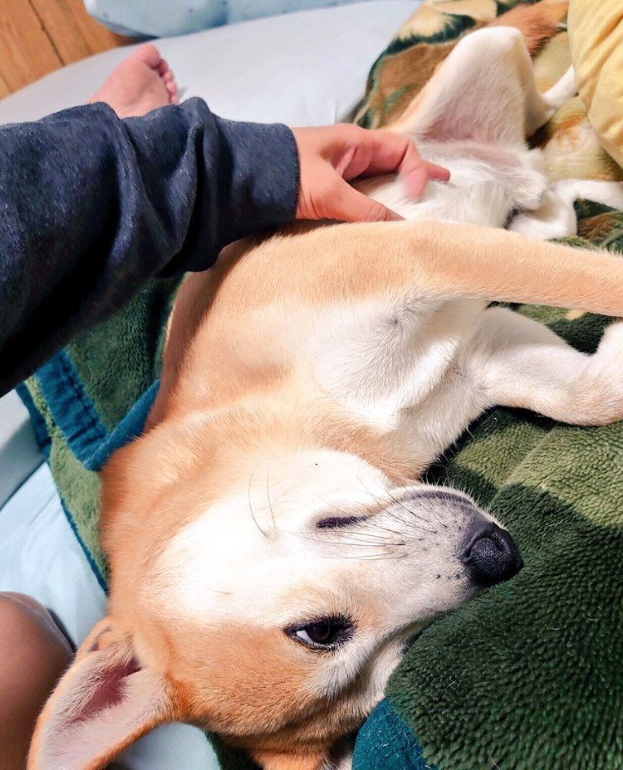 すぐヘソ天になるアキラくん