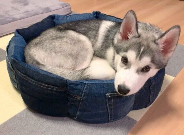 丸くなるじょんすのーくん