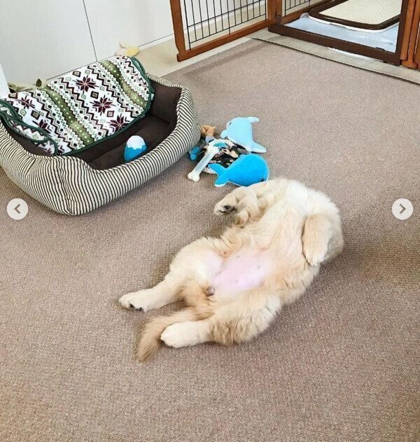 “ヘソ天”で眠るコメちゃん